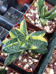 Gasteria Fujimini variegated 3" pots Dwarf Variegated Gasteria Ox Tongue Succulent - Paradise Found Nursery