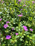 Glandularia maritima | Beach Verbena | Coastal Mock Purple Vervain | Florida Native Groundcover - Paradise Found Nursery