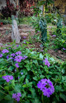 Glandularia maritima | Beach Verbena | Coastal Mock Purple Vervain | Florida Native Groundcover - Paradise Found Nursery