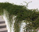Golden Beach Creeper | Ernodea littoralis | Salt Tolerant Florida Native Groundcover - Paradise Found Nursery