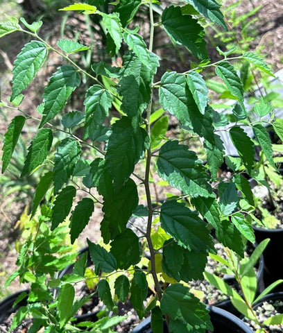 Hackberry Tree | Celtis occidentalis | Florida Native Tree - Paradise Found Nursery