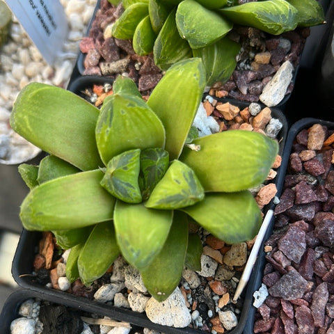Haworthia cv Miho Reverted Obtusa Hybrid - Paradise Found Nursery