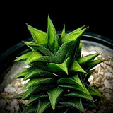 Haworthia (Haworthiopsis) tortuosa 4" pot Rare - Paradise Found Nursery
