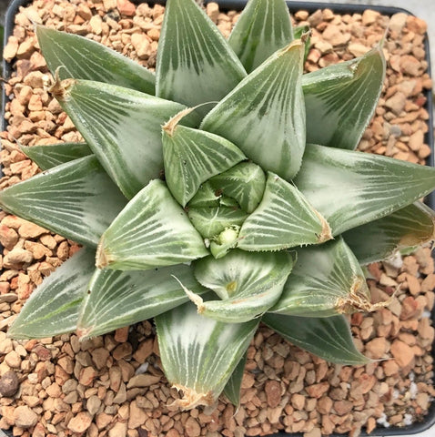 Haworthia White Ghost Variegated Dwarf Succulent - Paradise Found Nursery