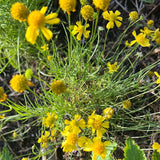 Helenium amarum | Yellow Sneezeweed, Bitterweed | Florida Native Wildflower - Paradise Found Nursery