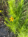 Helenium amarum | Yellow Sneezeweed, Bitterweed | Florida Native Wildflower - Paradise Found Nursery