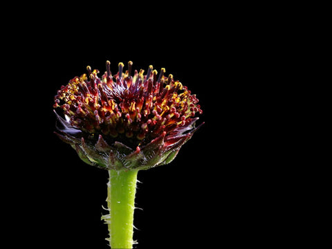 Helianthus radula Rayless sunflower