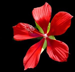 Hibiscus coccineus | Scarlet Hibiscus | Florida Native Pollinator Flower - Paradise Found Nursery