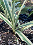 Hymenocaulis caribaea Variegated Spider Lily 6"/1 gallon - Paradise Found Nursery