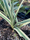Hymenocaulis caribaea Variegated Spider Lily 6"/1 gallon - Paradise Found Nursery