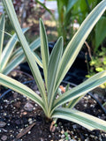 Hymenocaulis caribaea Variegated Spider Lily 6"/1 gallon - Paradise Found Nursery