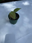 Philodendron campo 4” pot House Plant