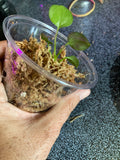 Anthurium Big Bill x self Seedlings  Controlled Pollination F2 Cross (pendulifolium x plowmanii)