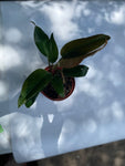 Philodendron Imperial Red 4” pot aroid