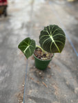 Alocasia Black Velvet 4" Easy aroid houseplant