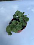 Strawberry Begonia Cute House plant