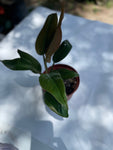 Philodendron Imperial Red 4” pot aroid