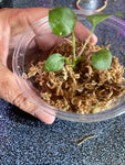 Anthurium Big Bill x self Seedlings  Controlled Pollination F2 Cross (pendulifolium x plowmanii)