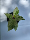 Ficus shivereana Beautiful variegated foliage