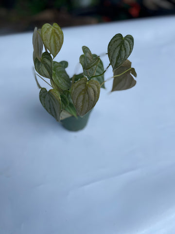 Philodendron Brandi 4” pot House Plant