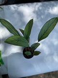 Calathea Silver Star House plant 4”