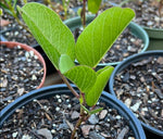 Ipomoea pres-caprae | Railroad Vine | Drought Tolerant Florida Native Ground Cover - Paradise Found Nursery