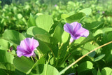 Ipomoea pres-caprae | Railroad Vine | Drought Tolerant Florida Native Ground Cover - Paradise Found Nursery