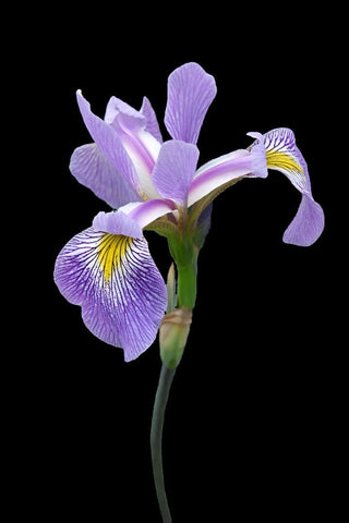 Iris virginica | Virginia Iris, Southern Blue-flag | Florida Native Bog Wildflower - Paradise Found Nursery