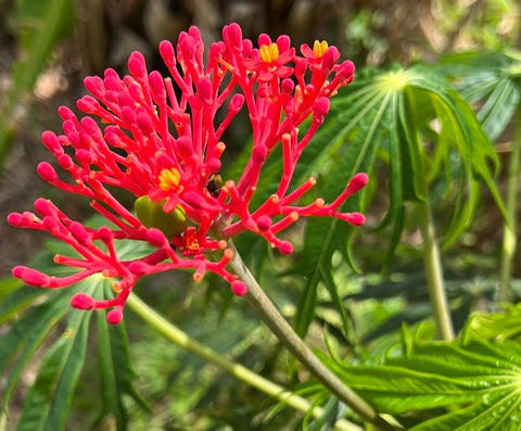 Jatropha multifida Coral Tree Red Flowers Great Foliage Seed Grown - Paradise Found Nursery