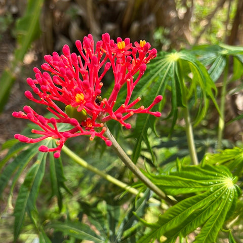 Jatropha multifida Coral Tree Red Flowers Great Foliage Seed Grown - Paradise Found Nursery