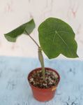 Jatropha podagrica YELLOW FLOWER! Buddha Belly Plant - Paradise Found Nursery