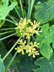 Jatropha podagrica YELLOW FLOWER! Buddha Belly Plant - Paradise Found Nursery