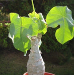 Jatropha podagrica YELLOW FLOWER! Buddha Belly Plant - Paradise Found Nursery