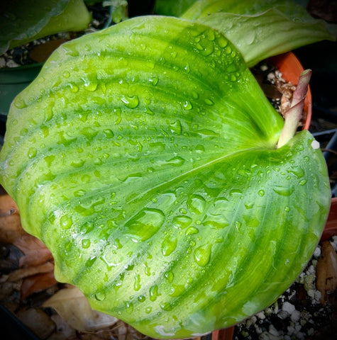 Kaempferia galanga Medicinal Ginger 5” Pots - Paradise Found Nursery