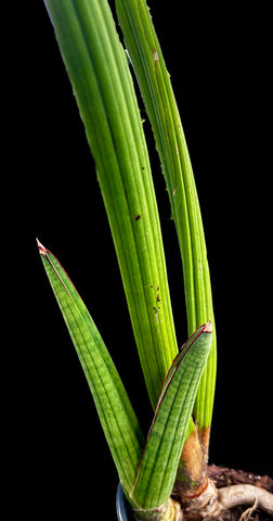 Sansevieria pearsonii  Koko Crater | Exact Stock Plant