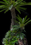 Pachypodium lamerei Crested Specimen A1 | Own Roots | Huge Plant