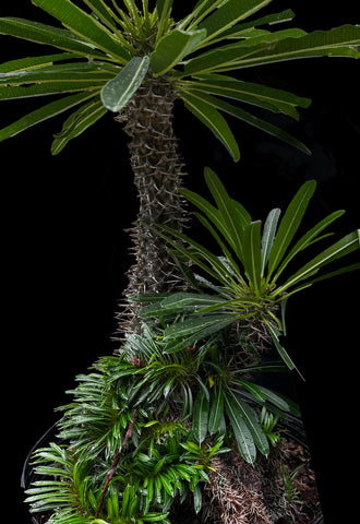 Pachypodium lamerei Crested Specimen A1 | Own Roots | Huge Plant