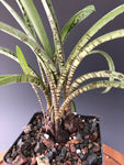 Ledebouria sp Barberton 4" - Paradise Found Nursery