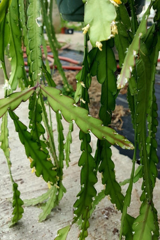 Lepismium cruciformis Flowering Jungle Cactus | Yellow Flowers - Paradise Found Nursery