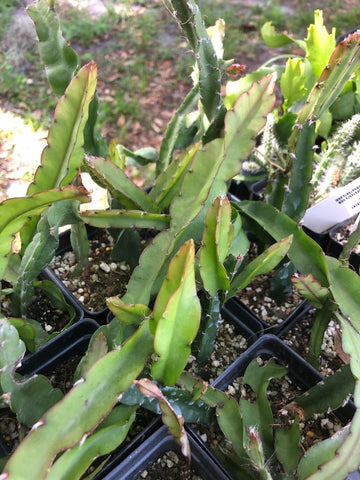Lepismium cruciformis spiralis Jungle Cactus - Paradise Found Nursery