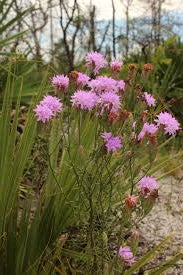 Liatris ohlingerae | Florida Blazing Star | Endangered Endemic Florida Native Wildflower