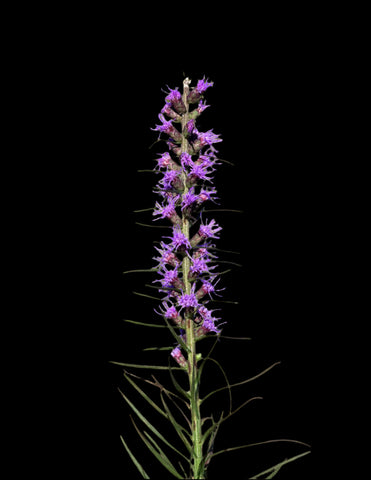 Savannah Blazing Star Liatris Florida Native Flower