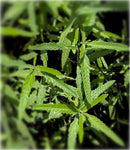 Lippia (Phylla) stoechadifolia | Endangered Florida Native Ground Cover & Lawn Alternative - Paradise Found Nursery