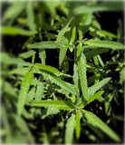 Lippia (Phylla) stoechadifolia | Endangered Florida Native Ground Cover & Lawn Alternative - Paradise Found Nursery
