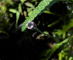 Lippia (Phylla) stoechadifolia | Endangered Florida Native Ground Cover & Lawn Alternative - Paradise Found Nursery