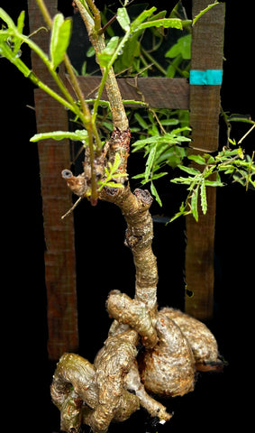 Macroscepis pleistantha (Matelea congestiflora) | Huge Caudex | Specimen 1