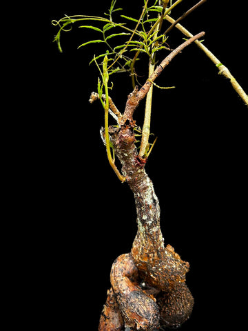 Macroscepis pleistantha (Matelea congestiflora) | Huge Caudex | Specimen 2