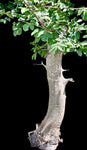Commiphora mildbraedii Myrrh Tree Bonsai