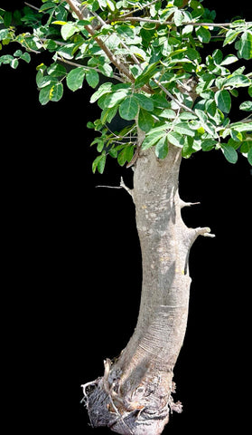 Commiphora mildbraedii Myrrh Tree Bonsai