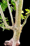 Commiphora sp nova ex Miniatree | Exact HUGE Specimen Mother Tree